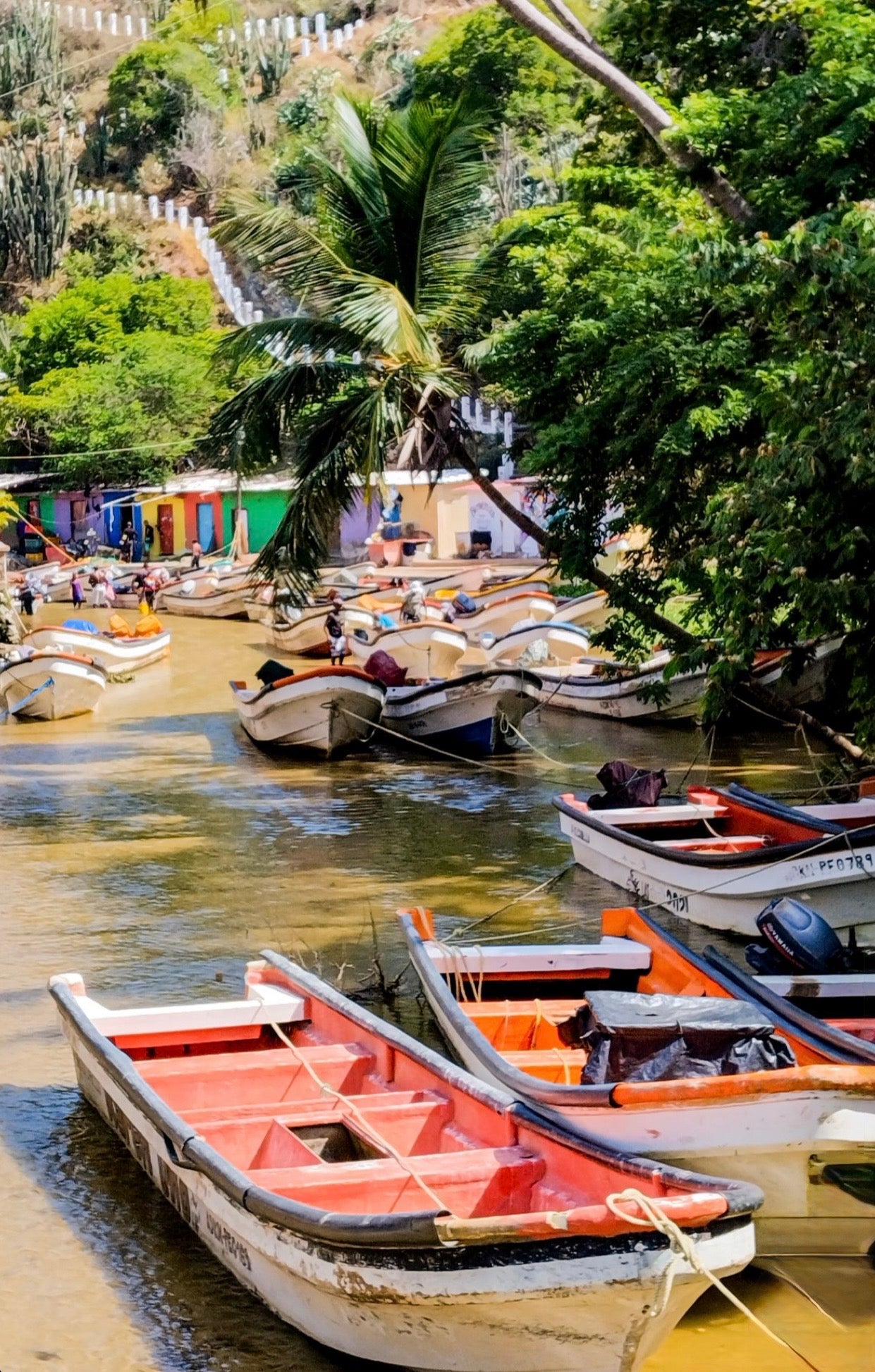 Colección “CHORONÍ”